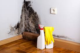 Best Biohazard Mold Removal in West Freehold, NJ